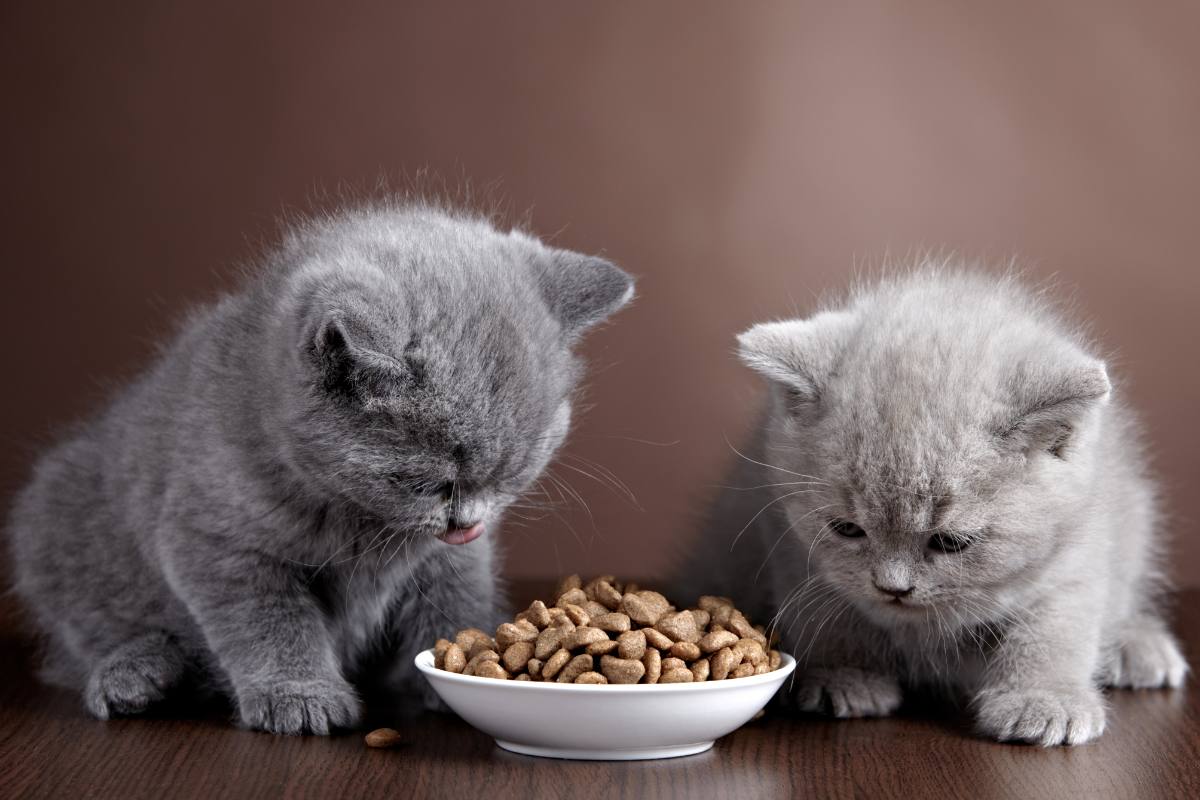 Feeding-Guidelines-for-Kittens