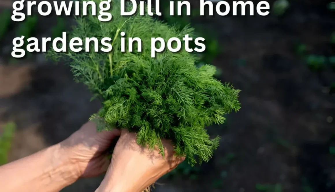 How-to-grow-Dill-growing-Dill-in-home-gardens-in-pots