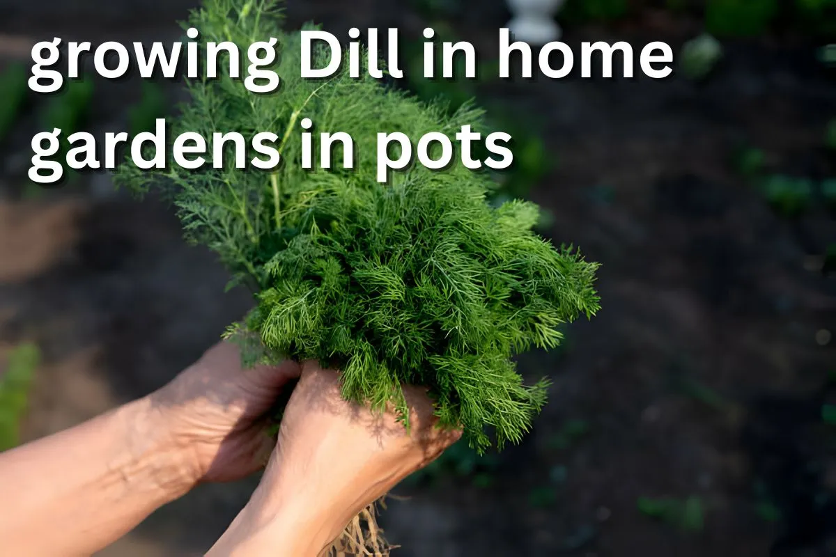 How-to-grow-Dill-growing-Dill-in-home-gardens-in-pots