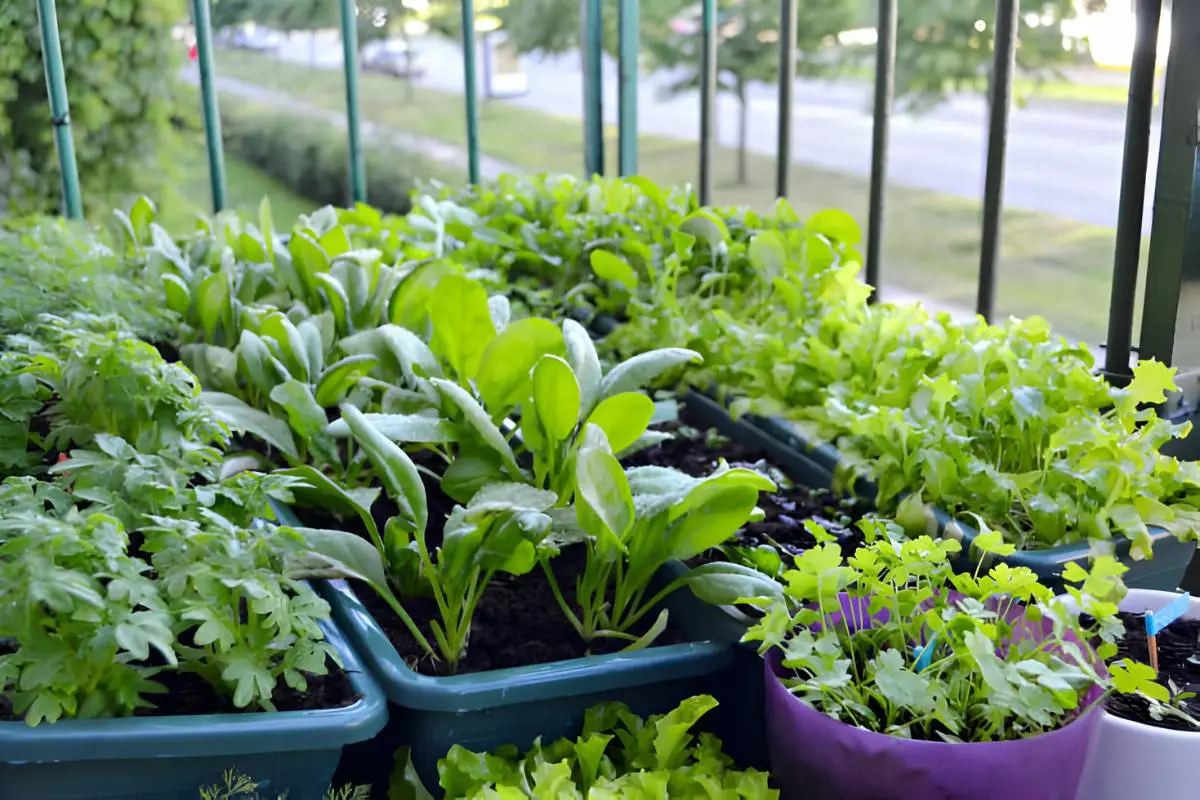 growing Dill in home gardens in pots