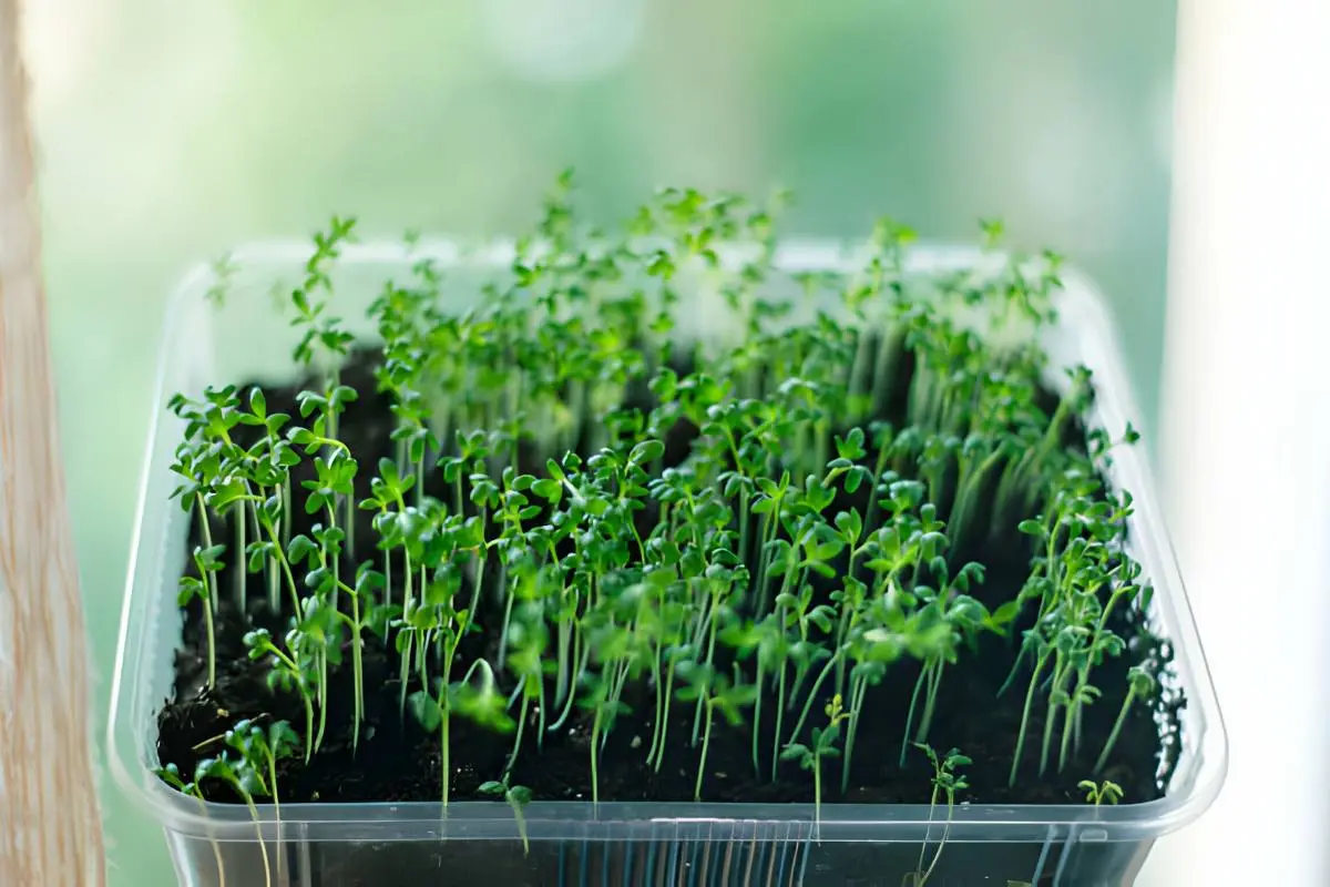 growing Dill in home gardens in pots