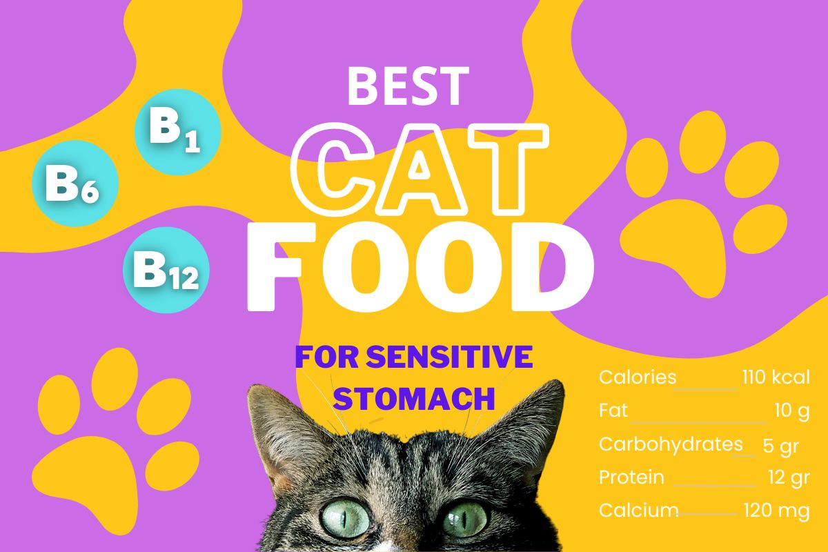 Best Cat Food for Sensitive Stomach