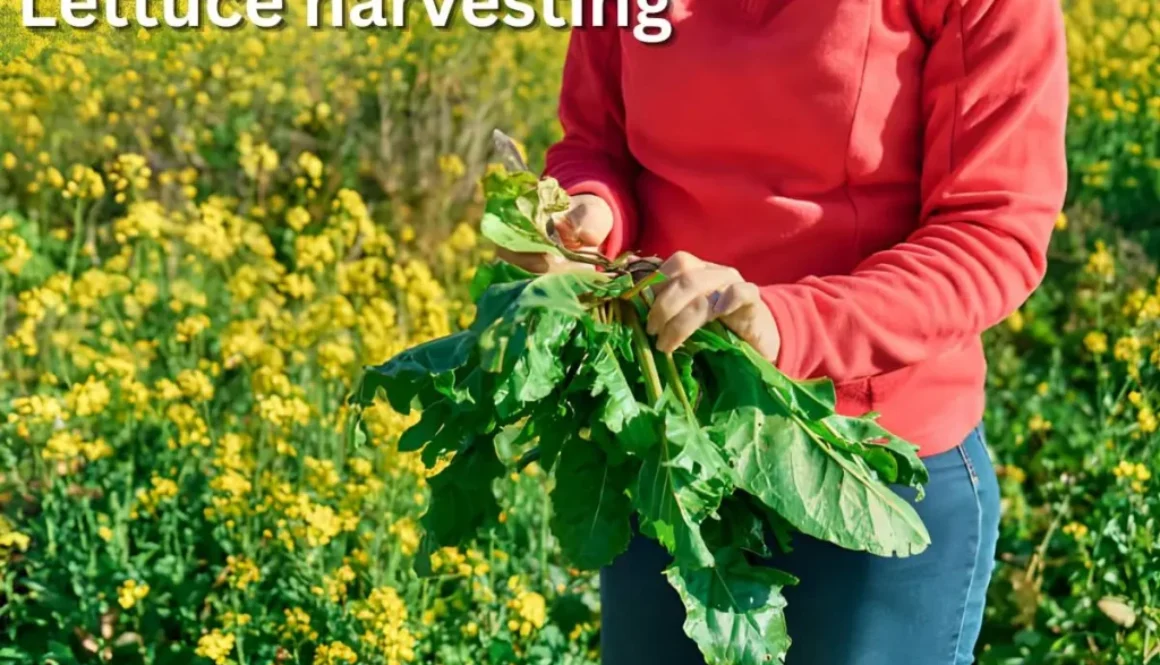 Lettuce harvesting