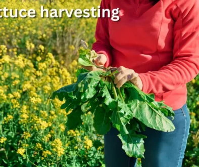 Lettuce harvesting