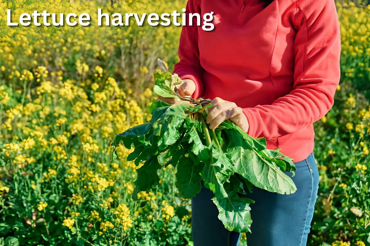 Lettuce harvesting