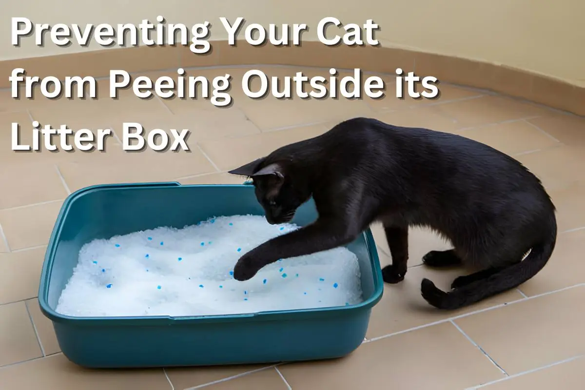 Stop Your Cat from Peeing Outside The Litter Box